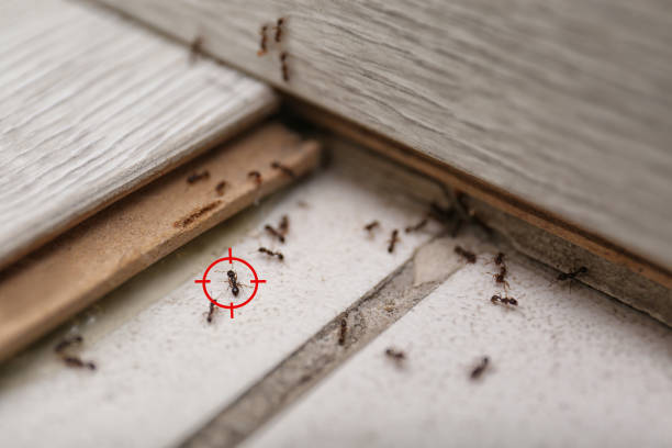 Best Insect Control  in Jefferson City, MO