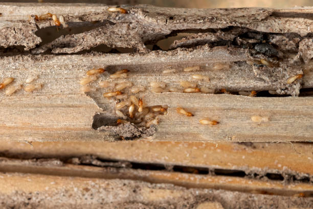 Best Pest Prevention Services  in Jefferson City, MO